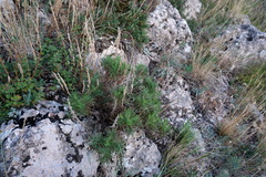 Salvia scabiosifolia