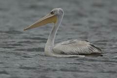 Pelecanus rufescens