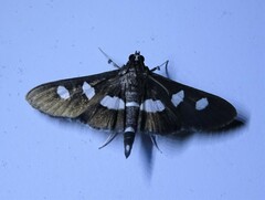 Desmia funeralis