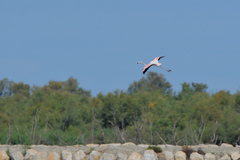 Phoenicopterus roseus