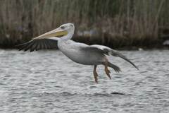 Pelecanus rufescens