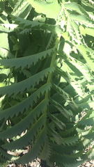 Melianthus major