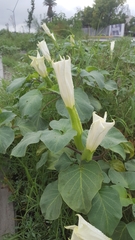 Datura innoxia