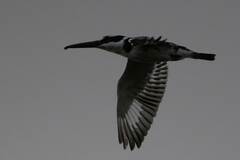 Ceryle rudis rudis