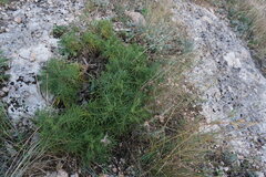 Salvia scabiosifolia