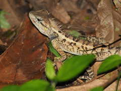 Calotes emma
