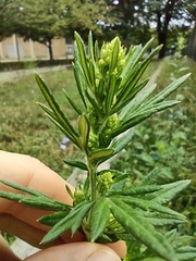 Artemisia verlotiorum