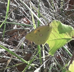 Colias croceus