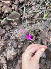 Mirabilis coccinea