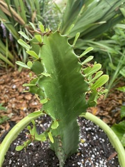 Euphorbia trigona