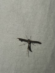 Anstenoptilia marmarodactyla