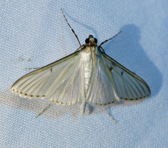 Cydalima diaphanalis