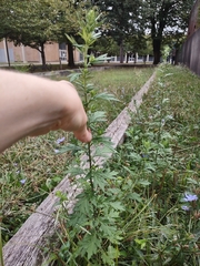Artemisia verlotiorum