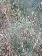 Equisetum telmateia