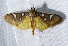 Cotachena