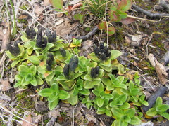 Gentiana glauca