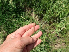 Paspalum plicatulum