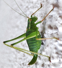 Leptophyes punctatissima