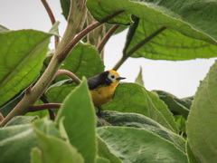 Myioborus ornatus