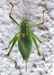 Leptophyes punctatissima