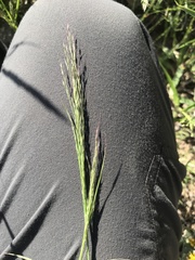 Muhlenbergia porteri