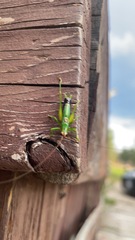 Conocephalus nigropleurum