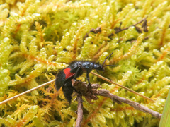 Astylus aulicus