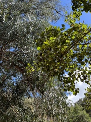 Alnus lusitanica