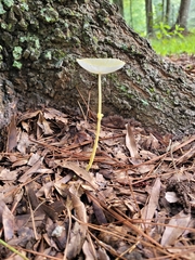 Amanita lavendula