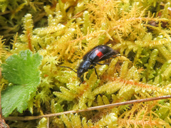 Astylus aulicus