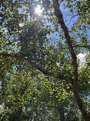 Alnus lusitanica
