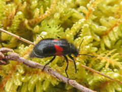 Astylus aulicus