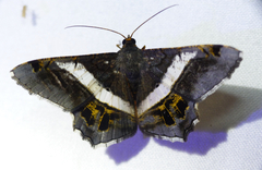 Chiasmia nora