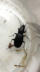 Pterostichus melanarius