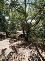 Alnus lusitanica