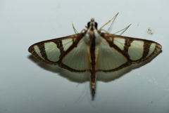 Glyphodes quadrimaculalis