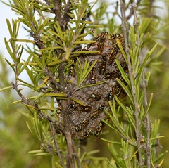 Polistes gallicus