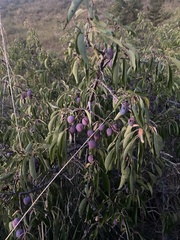 Prunus americana