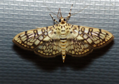 Haritalodes derogata