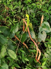 Bronchocela jubata