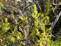 Erica arborea