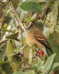 Ochthoeca fumicolor