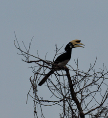 Anthracoceros albirostris