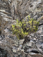Erica arborea
