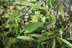 Prunus tenella