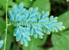 Selaginella willdenowii