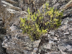 Erica arborea
