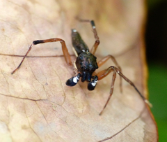 Gelotia bimaculata