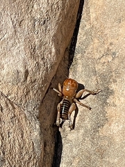 Ammopelmatus