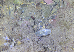 Haliotis tuberculata